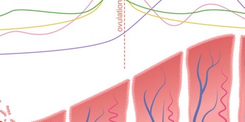 ¿Qué es la Hormona Antimülleriana? Medimos la edad de tus ovarios.