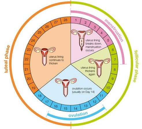 falta innovación Atajos Calcular la fecha de ovulación: ¿cuáles son los días más fértiles para  lograr el embarazo? - BioTexCom - Center for Human Reproduction