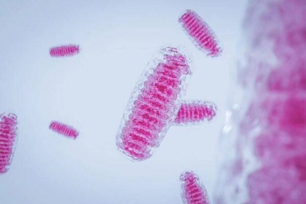 Terapia de reemplazo mitocondrial: cuando la medicina vence a las enfermedades hereditarias